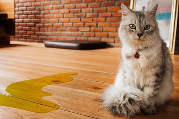 urina_gato_01